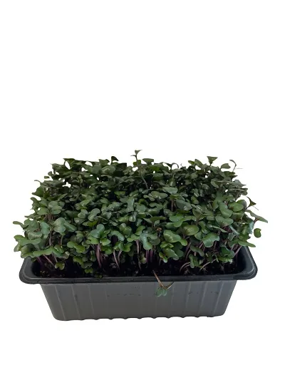 MIKROSALĀTI SARKANO KĀPOSTU, AUGOŠI, 50G, GAB