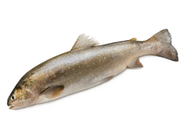 ARKTISKĀ PALIJA ĶIDĀTA ATVĒSINĀTA KG