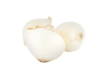 SĪPOLI BALTIE KG