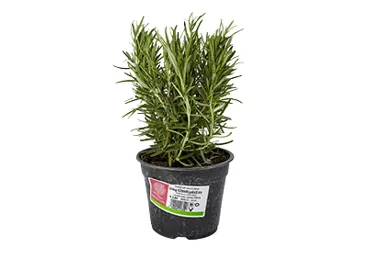 GARŠAUGS ROZMARĪNS PODIŅĀ Ø14CM