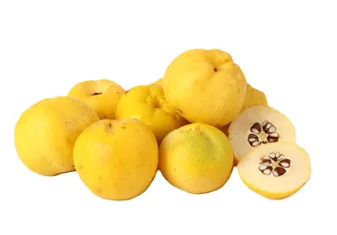 CIDONIJAS KG