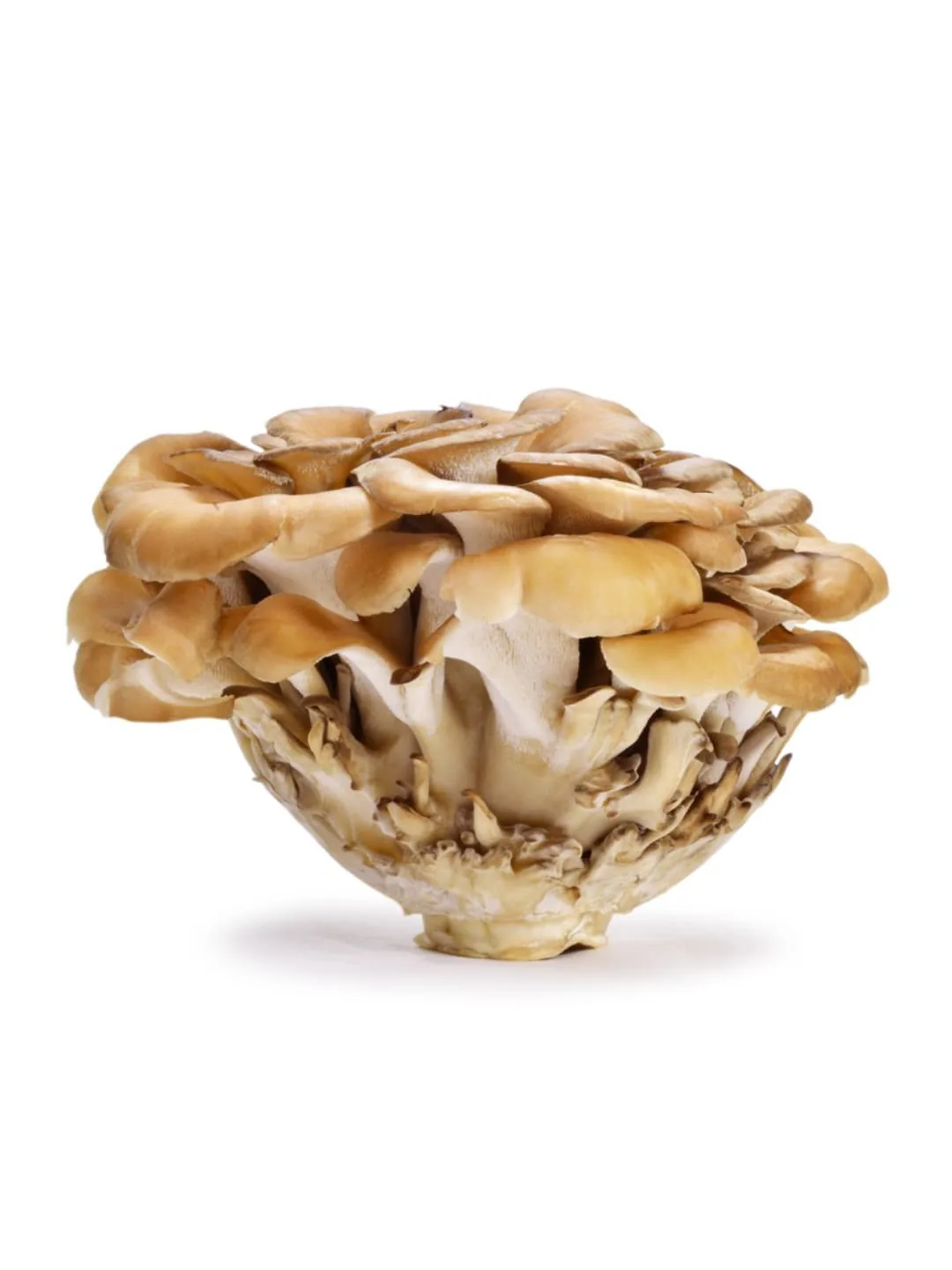 SĒNES MEŽA GRIFOLA, 150G, GAB