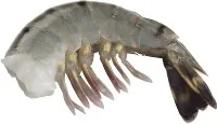 TĪĢERGARNELES, SALDĒTAS, 16/20, JĒLAS, TĪRĪTAS, BEZ ASTES, 20% GLAZŪRA, 800G/1KG BT PD RAW