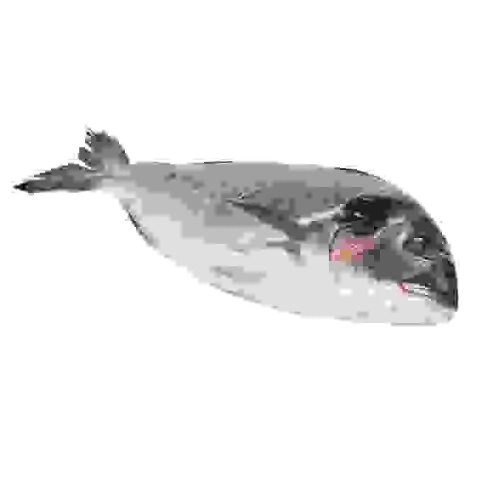 ZELTAINĀ JŪRASKARŪSA (DORADA) NEĶIDĀTA AR GALVU KG