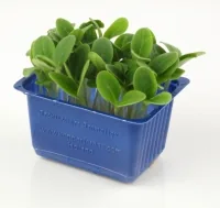 KRESES BORAGE, GURĶU ASNI, GAB