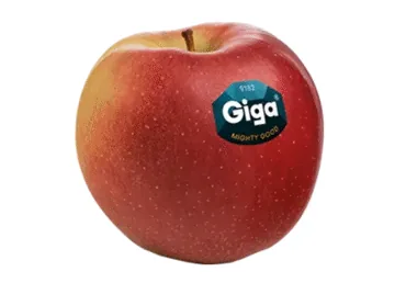 ĀBOLI GIGA 90+ KG