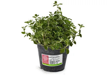 GARŠAUGS RAUDENE D 14CM