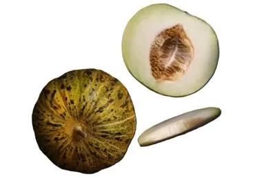 MELONE OBINAVOT KG