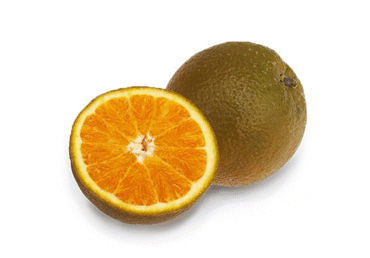 APELSĪNI BROWNIE KG