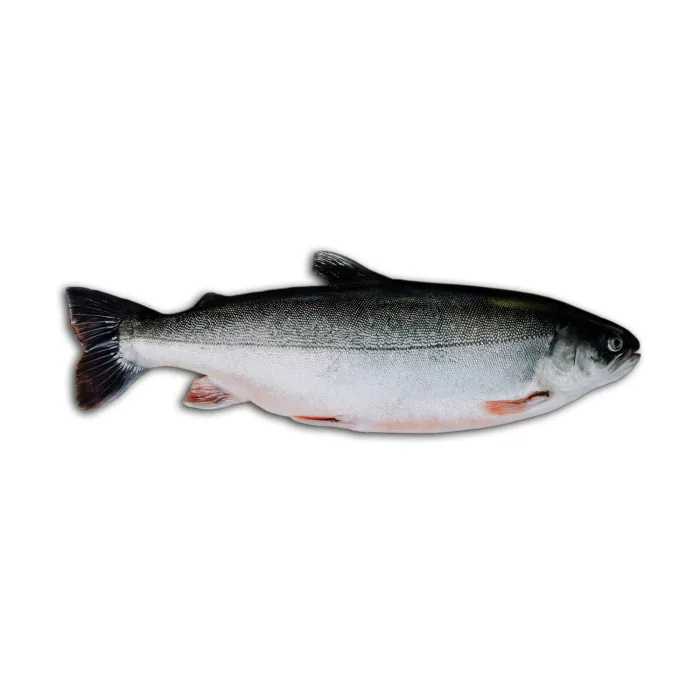 SVAIGA ĶIDĀTA ARKISKĀ PALIJA, KG