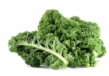 KĀPOSTS KALE GAB.