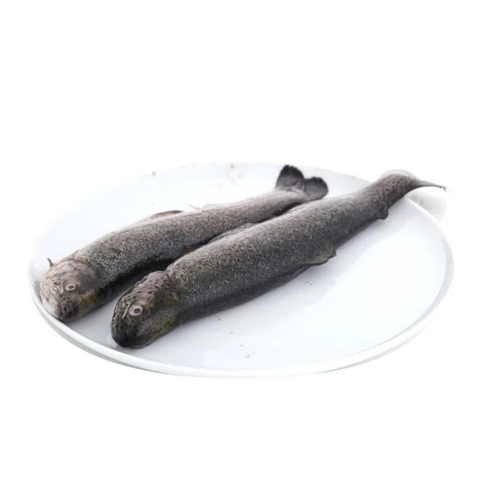 VARAVĪKSNES FORELE ĶIDĀTA KG