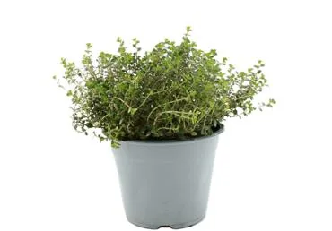 GARŠAUGS CITRONTIMIĀNS D 14CM