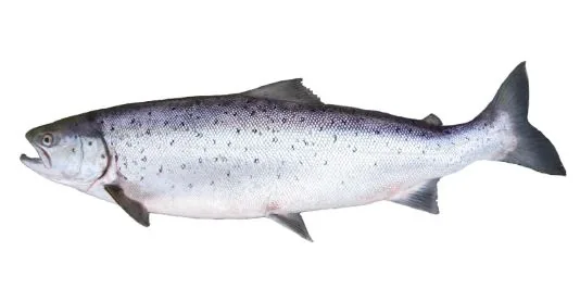 ATLANTIJAS LASIS, ATDZESĒTS, 4-8 KG, ĶIDĀTS, AR GALVU *PROMO